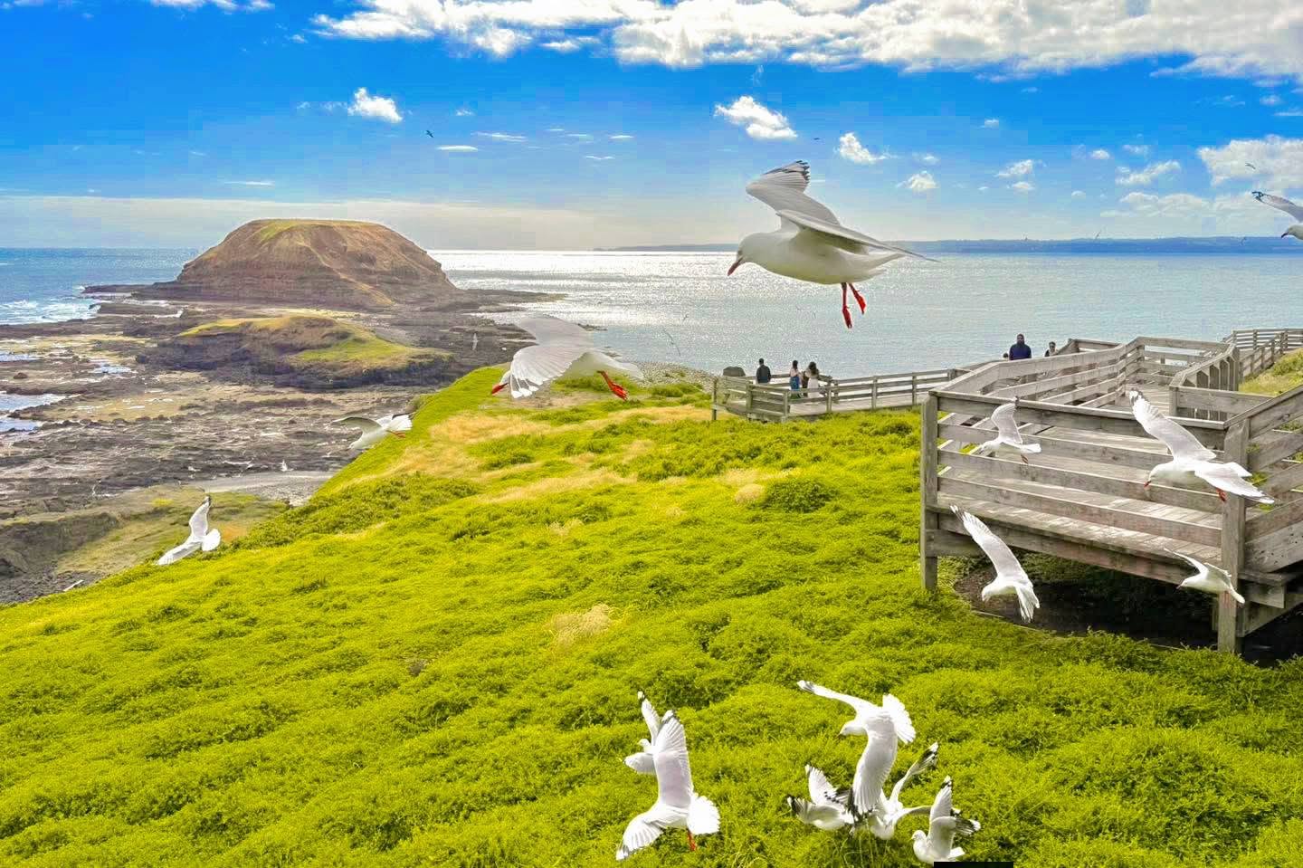 TOUR PHILLIP ISLAND  – KHÁM PHÁ THIÊN NHIÊN HOANG DÃ NƯỚC ÚC