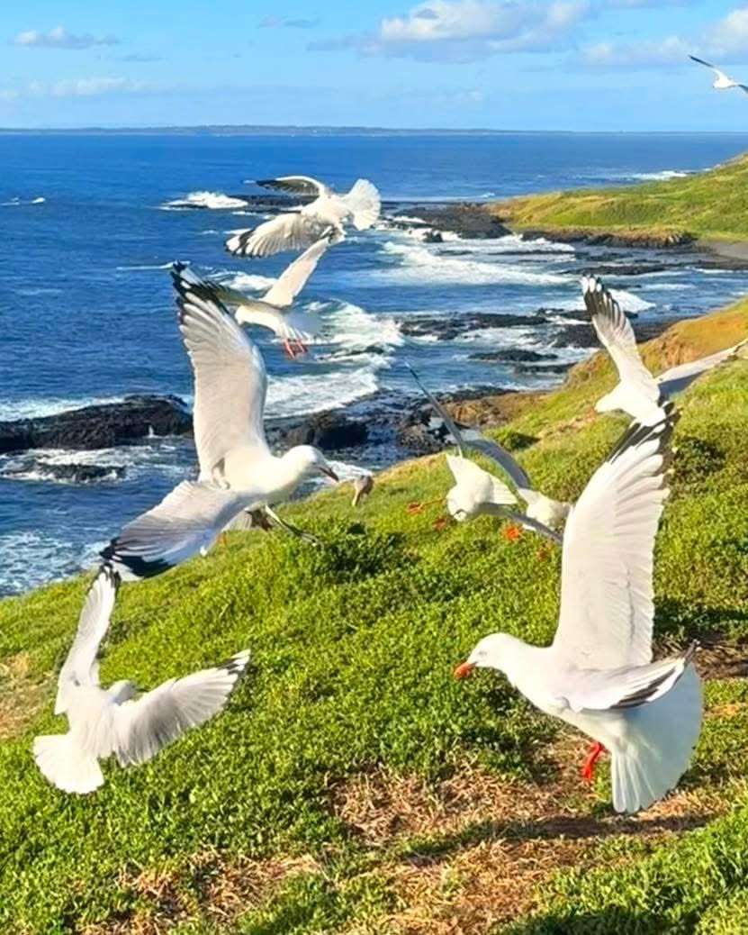 TOUR PHILLIP ISLAND  – KHÁM PHÁ THIÊN NHIÊN HOANG DÃ NƯỚC ÚC