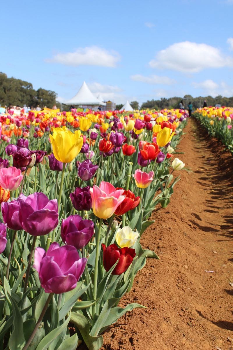 TOUR THỦ ĐÔ CANBERRA - HOA TULIP