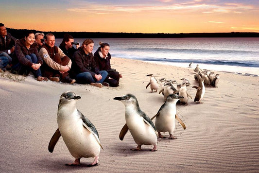 TOUR PHILLIP ISLAND  – KHÁM PHÁ THIÊN NHIÊN HOANG DÃ NƯỚC ÚC