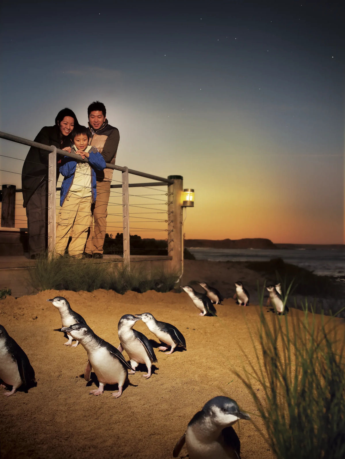 TOUR PHILLIP ISLAND  – KHÁM PHÁ THIÊN NHIÊN HOANG DÃ NƯỚC ÚC