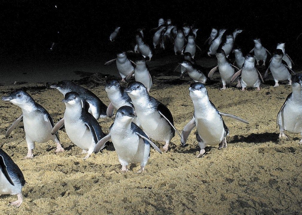 TOUR PHILLIP ISLAND  – KHÁM PHÁ THIÊN NHIÊN HOANG DÃ NƯỚC ÚC