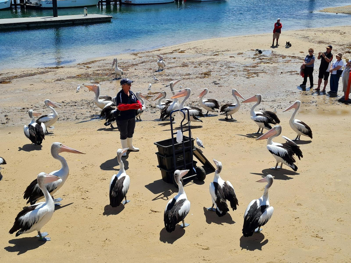 TOUR PHILLIP ISLAND  – KHÁM PHÁ THIÊN NHIÊN HOANG DÃ NƯỚC ÚC