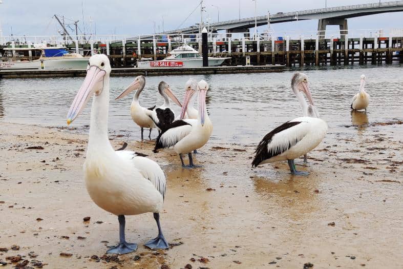 TOUR PHILLIP ISLAND  – KHÁM PHÁ THIÊN NHIÊN HOANG DÃ NƯỚC ÚC