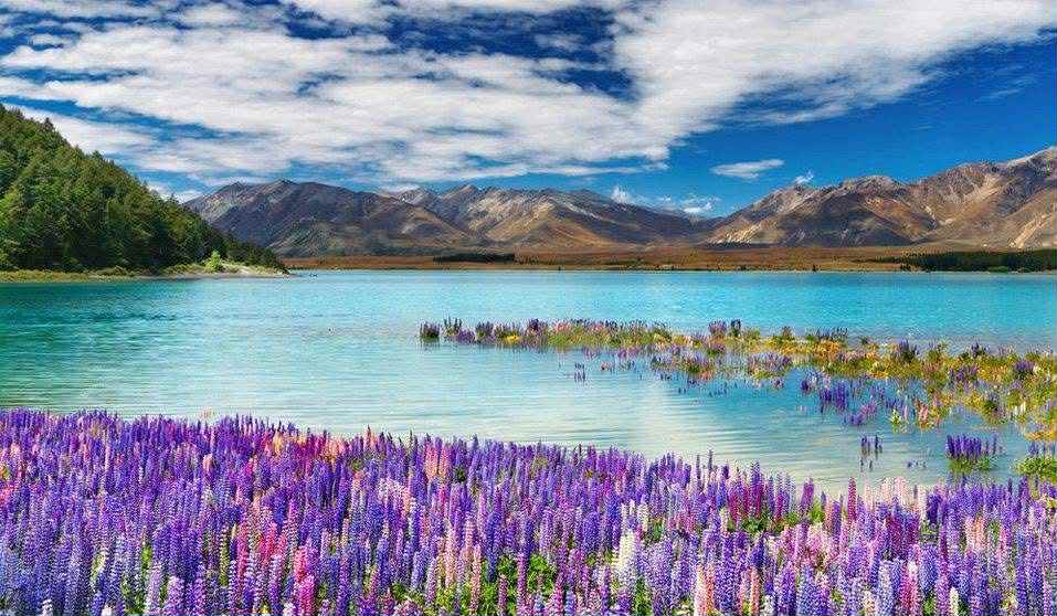 TOUR NEW ZELAND CẢ HAI ĐẢO NAM VÀ BẮC