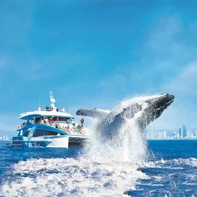 DU THUYỀN NGẮM CÁ VOI GOLD COAST