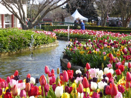 TOUR CAO NGUYÊN  SOUTHERN HIGHLANDS - TULIP THÁNG 9-10
