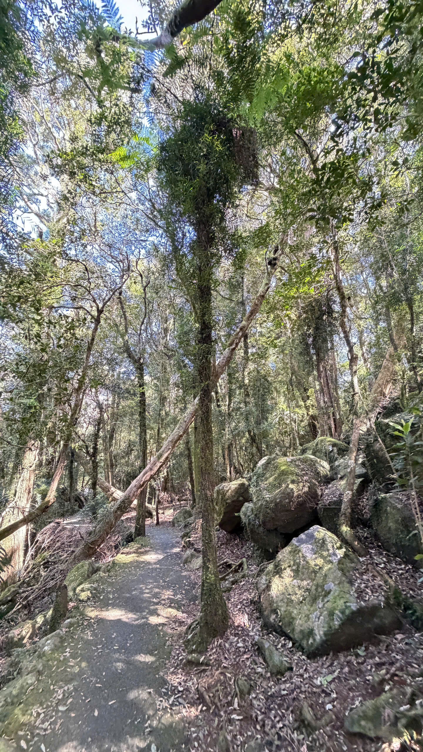BRISBANE 1 NGÀY – KHÁM PHÁ RỪNG NÚI THIÊN NHIÊN