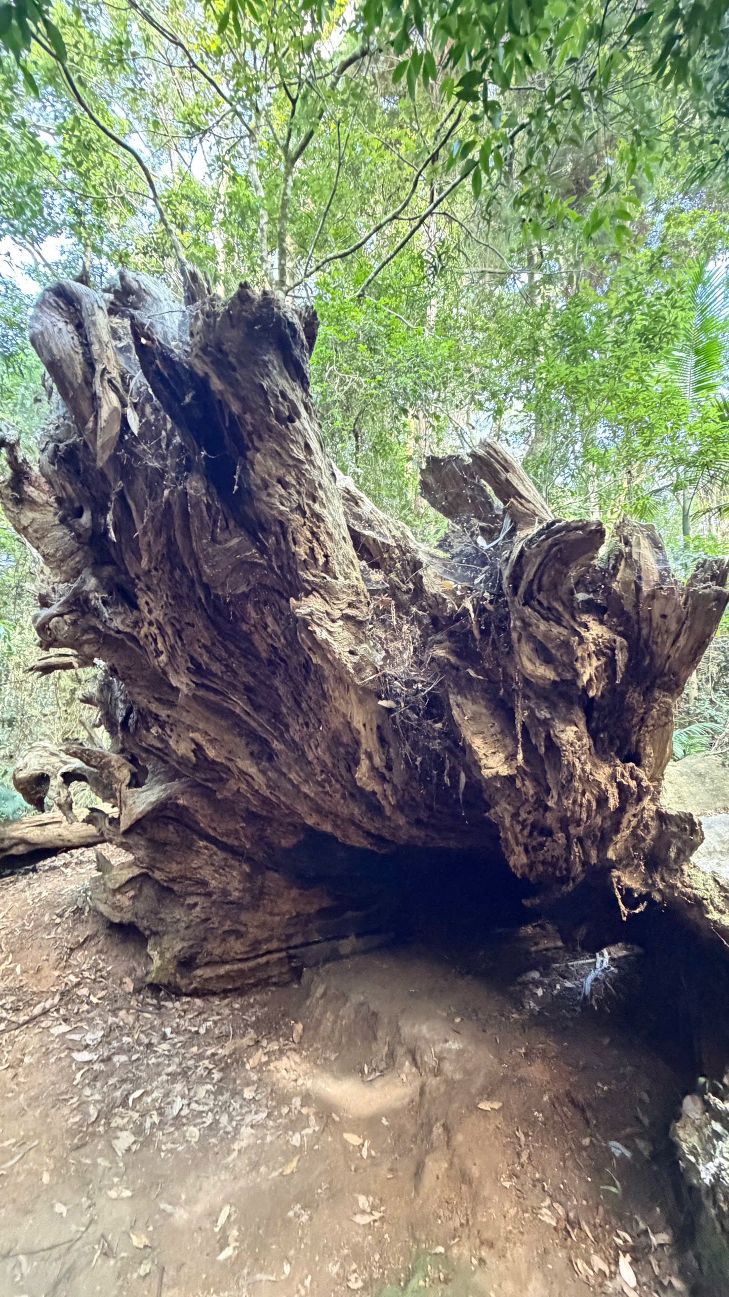 BRISBANE 1 NGÀY – KHÁM PHÁ RỪNG NÚI THIÊN NHIÊN