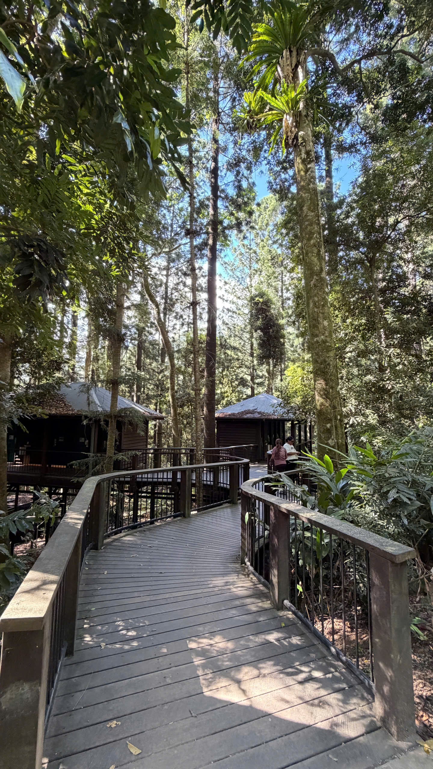 BRISBANE 1 NGÀY – KHÁM PHÁ RỪNG NÚI THIÊN NHIÊN