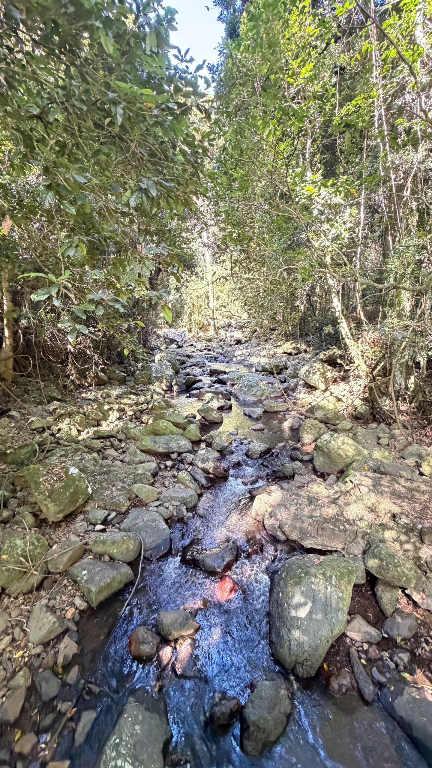 BRISBANE 1 NGÀY – KHÁM PHÁ RỪNG NÚI THIÊN NHIÊN